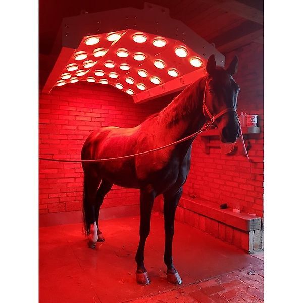 new MD BM Pferdesolarium Alu-Solar Profi inkl. Touch-Panel horse breeding equipment